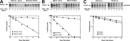 Fig. 3. FANCG binding prolongs the cellular half-life of the FANCA protein. / (A) EUFA316(FA-G) cells or EUFA316 cells stably transfected and corrected with FANCG cDNA were metabolically labeled with35S-methionine for 30 minutes, washed, and chased in cold (unlabeled) medium for the indicated time periods. The cells were lysed, and labeled proteins were immunoprecipitated with an affinity-purified anti-FANCA antiserum. The indicated bands (endogenous FANCA protein) were scanned, and densitometric values were plotted to quantify protein stability. Wild type lymphoblasts express comparable levels of endogenous FANCA protein (data not shown). (B) HSC72(FA-A) cells or HSC72 cells stably transfected and corrected with the FANCA cDNA were analyzed. Labeled proteins were immunoprecipitated with an affinity-purified anti-FANCG antiserum. (C) PD-4(FA-C) cells or PD4 cells stably transfected and corrected with the FANCC cDNA were metabolically labeled, and FANCA and FANCG proteins were analyzed.