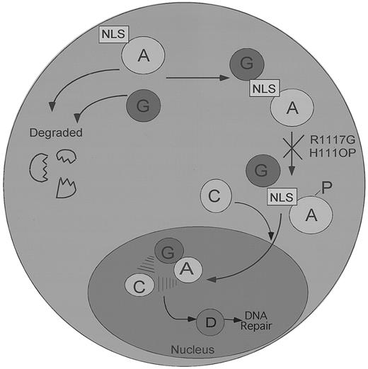 Fig. 7. A speculative model of the regulated binding and nuclear transport of the FA protein complex. / The FANCA and FANCG proteins bind initially in the cytoplasm of normal cells. Failure to bind results in the rapid degradation of both proteins. FANCG binds directly to the NLS region of the FANCA protein. In contrast, FANCC binding to the FANCA/FANCG complex is indirect and requires FANCA phosphorylation and the products of other FA genes. The FA protein complex subsequently translocates to the cell nucleus, where it executes a nuclear function, such as DNA repair or the segregation of sister chromatids, which helps maintain normal chromosome structure and stability. The FANCD protein may function downstream of the FA protein complex, as indicated. Patient-derived point mutations on the FANCA protein, such as the FANCA-H1110P and the FANCA-R1117G, block FANCA phosphorylation, FANCC binding, and nuclear translocation and retain the FANCG protein in the cytoplasm.