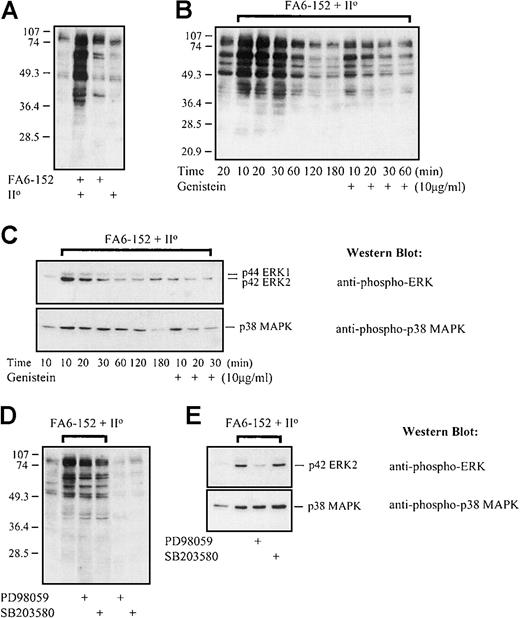 Fig. 5. CD36 clustering induces protein tyrosine and MAPK phosphorylation. / Monocyte surface antigen was ligated with primary murine anti-CD36 FA6-152 antibody and cross-linked with the addition of goat antimouse F(ab′)2 fragments. Ligation and cross-linking were performed at 4°C, and cellular reactions were initiated by bringing the cells to 37°C in a 5% CO2incubator. Western blot analysis was performed after lysis of the cells at the times indicated. (A) Western blot staining for tyrosine-phosphorylated proteins after simple antibody ligation of surface CD36 or clustering of CD36 by antibody cross-linking. Note the more intense pattern of tyrosine phosphorylation that follows cross-linking; the secondary F(ab′)2 alone does not induce intracellular tyrosine phosphorylation. (B) Western blot staining for tyrosine-phosphorylated proteins after cross-linking of CD36 in the presence or absence of genistein (10 μg/mL). Note the time course of phosphotyrosine accumulation, which peaks 10 to 20 minutes after cross-linking. (C) Accumulation of dually phosphorylated forms of the ERK and p38 MAPKs after cross-linking of surface CD36. In both cases, phosphorylated forms can be appreciated 60 to 120 minutes after cross-linking. Pretreatment of monocytes with genistein abolishes the induction of ERK phosphorylation and inhibits p38 MAPK phosphorylation. (D) Effect of monocyte pretreatment with PD98059 (50 μmol/L) or SB203580 (30 μmol/L) on the induction of tyrosine phosphorylation following cross-linking of CD36. Cells were lysed after 10 minutes of incubation at 37°C, 5% CO2. (E) Effect of monocyte pretreatment with PD98059 (50 μmol/L) or SB203580 (30 μmol/L) on CD36-dependent induction of ERK and p38 MAPK phosphorylation. Cells were lysed after a 20-minute incubation at 37°C, 5% CO2. All studies are representative of results obtained on at least 3 separate occasions. Although only data with the FA6-152 clone are presented, similar results were obtained with the OKM5 antibody.