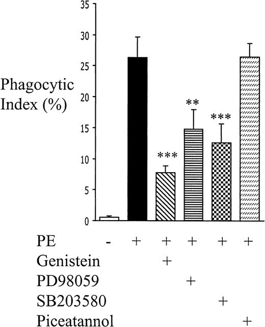 Fig. 6. Tyrosine phosphorylation, ERK, and p38 MAPK play roles in nonopsonic PE phagocytosis. / Monocytes were pretreated with genistein (10 μg/mL), PD98059 (50 μmol/L), SB203580 (30 μmol/L), or piceatannol (30 μg/mL) for 1 hour at room temperature, and PE phagocytosis was evaluated as before. Cumulative data from at least 4 independent experiments are presented as mean ± SEM; n ≥ 6 per group. **, P < .01; ***, P < .001 vs PEs (ANOVA with post hoc Tukey).