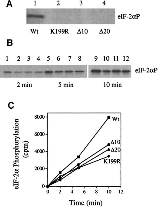 Fig. 1. Inhibition of the protein kinase activity of Wt HRI by co-expression with the HRI mutants. / Wt and mutant HRI (K199R, Δ10, and Δ20) were expressed individually or co-expressed in Sf9 cells as described previously.28Protein kinase assays were performed with the use of cytoplasmic cell extracts and purified eIF-2 as described previously.28 (A) eIF-2α kinase activity of Wt, K199R, Δ10, or Δ20 HRI. (B) eIF-2α kinase activity of co-expressed HRI. Wt HRI alone (lanes 1, 5, and 9); co-expression of Wt HRI with K199R (lanes 2, 6, and 10), with Δ10 (lanes 3, 7, and 11), or with Δ20 (lanes, 4, 8, and 12). The time intervals of protein kinase assays are 2, 5, and 10 minutes as indicated. (C) The extent of eIF-2α phosphorylation was quantified by scintilation counting of the gel slices containing eIF-2α. ■, wt; ●, Δ10/wt; ▴, Δ20/wt; ⧫, K199R/wt.