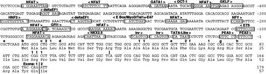Fig. 3. Sequence of the. / ABC7 promoter and first exon. Putative transcription factor-binding sites are boxed with the factor identified above and a caret indicating the orientation. The 5′ ends of cDNA and EST sequences from GenBank are indicated by letters a to j, where a = AF038950; b = AF133659; c = AA226777; d = AF078777 andAA305099; e = AI34738; f = AI241249, AA971 952, AA282065,AA810484, AA810091, AA923765, and AI873369; g = AA815080; h = AI016955; i = AA766839; and j = AA732107. 5′-RACE products are indicated by 1 or 2, indicating the number of RACE ends found at each position. The first exon/intron boundary is indicated by a vertical line flanked with the exon numbers. This sequence has been deposited in GenBank with the accession number GB:AF241872.