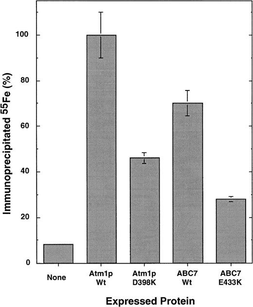 Fig. 4. ABC7 can replace yeast Atm1p in its function in the biogenesis of cytosolic Fe/S proteins. / Yeast cells lacking the ATM1 gene (Δatm1 cells19) were transformed with the yeast expression plasmid pRS424-GPD carrying either no DNA insert or coding sequences for wild-type and mutant ATM1 or ABC7 genes as indicated. Cells were grown in minimal media without added iron in the presence of dextrose. To measure the de novo formation of the Fe/S cluster in cytosolic Leu1p, cells were radiolabeled with (55Fe) iron for 1 hour.21 After isolation of the cells, an extract was prepared by breaking cells with glass beads. Immunoprecipitation was performed using antiserum raised against Leu1p, and the co-precipitated 55Fe was measured by scintillation counting. The data represent the average of 3 independent experiments, and the bars represent the standard error. The data are given relative to the signal obtained after expression of wild-type ATM1. A background signal for immunoprecipitation with preimmune serum was subtracted (approximately 2%).