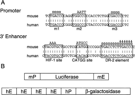 Fig. 3. Promoters and 3′ enhancers of human and mouse Epo genes, and schematic representation of the constructs. / (A) Nucleotide sequences of promoters and 3′ enhancers in mouse and human Epo genes, and the mutant fragments used in the present experiments. The upper sequences show the promoter regions that contain nuclear hormone receptor response element half-sites enclosed in solid lines. The mutations are shown either as base substitution (AATT) or deletion (■). The lower sequences show 3′ enhancers, where 3 important segments are enclosed in solid lines. The DR-2 element is an HNF-4 binding site in Hep3B cells. The mutations are shown either as base substitution (AAA and ATGCC) or deletion (○, ▵). (B) Schematic representation of the reporter gene constructs used. The upper construct shows the Luc reporter plasmids consisting of the mouse Epo promoter (mP) and 3′ enhancer (mE), and the lower construct shows the β-galactosidase reporter plasmid consisting of the human Epo promoter (hP) and 3′ enhancer (hE).