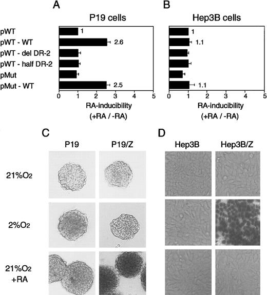 Fig. 4. The DR-2 element in the 3′ enhancer of the Epo gene is RARE in P19 cells but not in Hep3B cells. / P19 cells (A) and Hep3B cells (B) show transient expression of Luc reporter constructs. Characteristics of the plasmids are shown in Figure 3 and Table 1. After transfection, the cells were cultured in 21% oxygen for 20 hours in the presence and absence of 5 × 10−7 mol/L all-trans RA. The inducibility by RA (the ratio of Luc activity in the presence versus absence of RA) is shown. The inducibility of pWT construct was defined as 1. Each value is the mean ± SD of triplicate experiments. (C) The 3′ enhancer from the human Epo gene acts as RARE in P19 aggregates. (D) The 3′ enhancer from the human Epo gene responds to hypoxia in Hep3B cells. Permanent P19 and Hep3B cell lines harboring the β-galactosidase reporter construct were established (P19/Z and Hep3B/Z). The reporter gene is under the control of the human Epo promoter (hP) and the 3′ enhancer (hE) (Figure 3B, bottom). (C) Parental P19 cells and P19/Z cells were cultured in aggregates with or without 5 × 10−7 mol/L all-trans RA for 48 hours in 21% oxygen or were cultured for 28 hours in 21% oxygen and then for 20 hours in 2% oxygen. After 48 hours, the cells were stained with X-gal solution. (D) Parental Hep3B cells and Hep3B/Z cells were cultured with or without 5 × 10−7 mol/L all-trans RA for 24 hours in 21% or 2% oxygen. Magnifications are 25-fold.