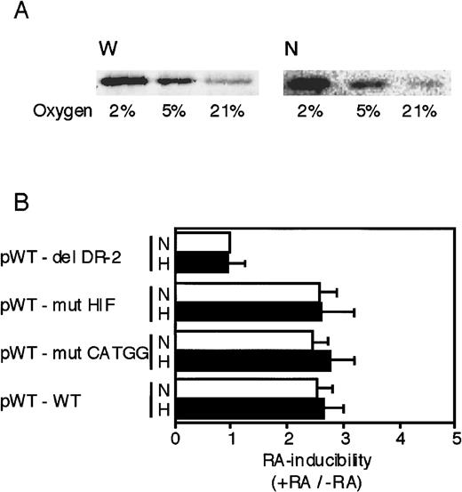 Fig. 6. The HIF-1 binding site and the middle segment (CATGG) in the 3′ enhancer are not involved in the activation by RA. / (A) Whole-cell extracts (W) and nuclear extracts (N) were prepared from P19 cells cultured in 21%, 5%, and 2% oxygen for 8 hours. The extracts were subjected to Western blot analysis using an anti–HIF-1 monoclonal antibody. (B) Transient expression of Luc reporter constructs in P19 cells was assayed. After transfection, the cells were cultured for 20 hours in 21% oxygen (N) or 2% oxygen (H) in the presence and absence of 5 × 10−7 mol/L all-trans RA. Characteristics of the plasmids are shown in Figure 3 and Table 1. The inducibility by RA (the ratio of Luc activity in the presence versus absence of RA) is indicated. The inducibility of the pWT–del DR-2 construct in 21% oxygen was defined as 1. Each value is the mean ± SD of triplicate experiments.