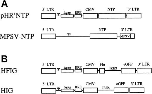 Fig. 1. Schematic representation of the viral vectors. / (A) The lentiviral vector pHR'NTP expresses NTP under the transcriptional control of the CMV promoter and/or the HIV LTR. The MLV-vector, MPSV-NTP, contains a chimeric MPSV/MLV-LTR in which the U3 region of MLV was replaced by the U3 region of the myeloproliferative sarcoma.27 (B) In the bicistronic vector HFIG, the Flu peptide and the eGFP reporter gene are linked by the IRES of the encephalomyocarditis virus. In the vector HIG, the Flu peptide has been deleted. Ψ indicates packaging signal of HIV-1; Ψ+, extended packaging signal of MLV; Δgag, truncated gag gene containing an out-of-frame mutation; RRE, Rev-responsive element.
