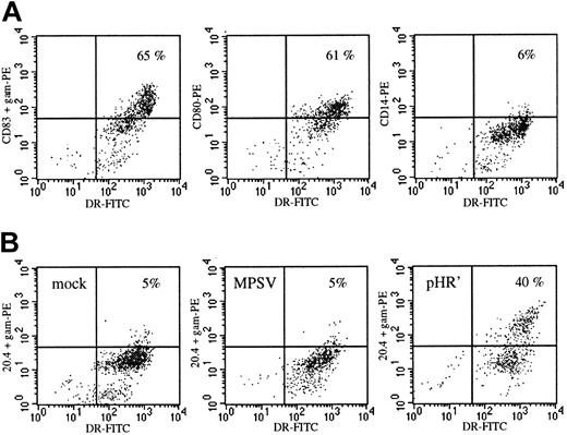 Fig. 2. Maturation and transduction of monocyte-derived DCs. / (A) On day 18 the cells had the typical phenotype of mature DCs with high expression levels of HLA-DR, expression of CD80 and CD83, but loss of expression of the monocyte-macrophage marker CD14. (B) Transduction efficiency of DCs infected on day 3 with the oncoretroviral vector MPSV-NTP or the lentiviral vector pHR'NTP at an MOI of 20. On day 18 (15 days after infection) the cells were double stained with anti–HLA-DR and anti-LNGFR monoclonal (20.4) antibodies. NTP expression: y-axis; HLA-DR: x-axis. Data from 1 representative experiment of 3.
