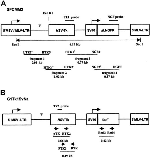 Fig. 1. Schematic representation. / Proviral forms of SFCMM3 (A) and G1Tk1SvNa (B) vectors used for the transduction of CEM cells and primary T lymphocytes. LTR indicates long terminal repeats derived from Moloney murine leukemia virus (MLV) and Moloney sarcoma virus (MSV); HSV-Tk, herpes simplex virus gene sequence; SV40, simian virus 40 early promoter; ΔLNGFR, low-affinity nerve growth factor receptor cDNA truncated in the cytoplasmic domain; NeoR, neomycin phosphotransferase cDNA. Restriction enzyme sites for EcoRI and SacI used for the digestion of genomic DNAs derived from the CEM-Tk clones are indicated. The Tk1 and NGF probes were used to identify the provirus sequences in the genomic DNA. The Tk2 probe was also used to confirm the specificity of PCR products. The location of the PCR primers designed to amplify the SFCMM3 and G1Tk1SvNa provirus sequences are shown, together with the sizes of the PCR products.