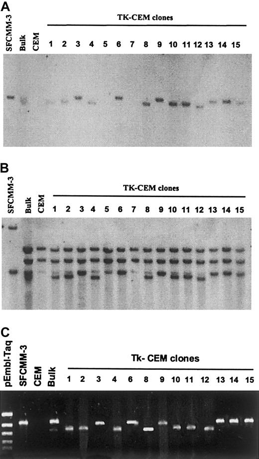 Fig. 4. Southern blot and PCR analyses of the CEM-Tk clones. / Genomic DNAs were digested with the SacI restriction enzyme. Southern blots were hybridized with Tk1 (A) and NGFR (B) specific probes. PCR amplification of the HSV-Tk gene sequence of SFCMM3 provirus (fragment 2, HTK4+ and HTK2−; 1020 bp) is shown (C).