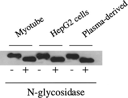 Fig. 3. Western blot of myotube-synthesized and hepatocyte-derived F.IX after enzymatic cleavage by N-glycosidase F. / Western blot of 7.5% SDS-PAGE gel of purified F.IX after digestion with N-glycosidase F using a monoclonal antibody to the heavy chain of F.IX. Myotube-synthesized hF.IX undigested (lane 1), digested (lane 2), HepG2-synthesized F.IX undigested (lane 3), digested (lane 4), and plasma-derived F.IX undigested (lane 5), digested (lane 6).