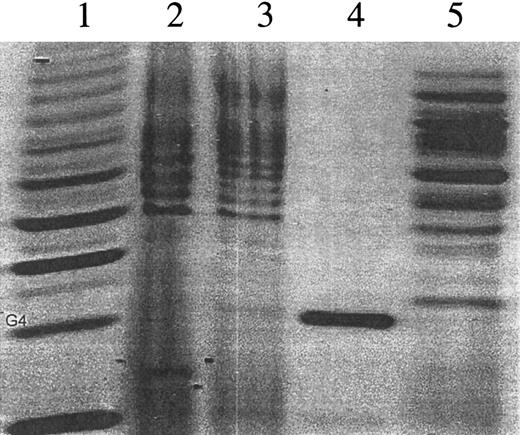 Fig. 4. Fluorophore-assisted carbohydrate electrophoresis (FACE) profiling of the N-linked oligosaccharide. / Oligosaccharides were released by enzymatic digestion with N-glycosidase F from myotube-synthesized F.IX (lane 2) and plasma-derived F.IX (lane 3). Lane 1 contains a ladder of glucose polymers. The position of Glucose 4 (G4) is indicated, and N-linked oligosaccharides migrate in the gel above position G4. N-glycosidase F digestion of trypsin inhibitor serves as a control for enzyme activity (lane 5). A maltotetrose quantitative standard equal to 100 pmol Glucose 4 oligosaccharides was used as control for quantitation (lane 4).