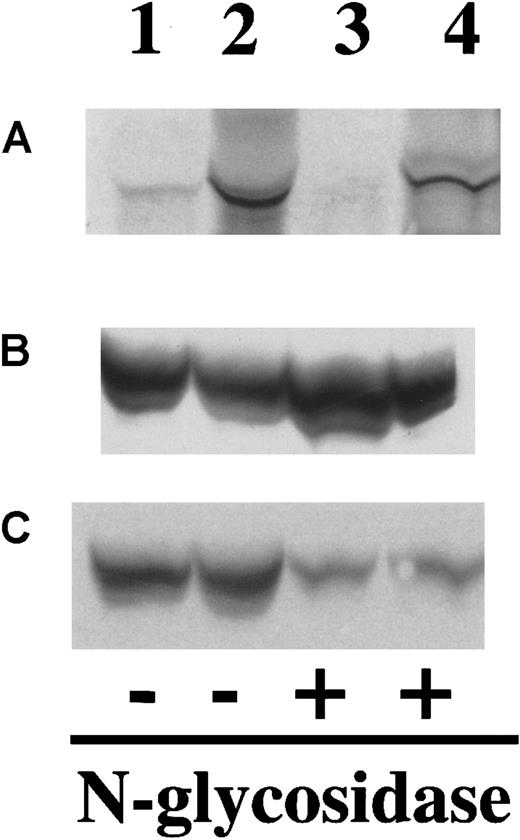 Fig. 6. Tyrosine 155 sulfation of myotube-synthesized and Hep G2 cell-synthesized F.IX. / (A) 35S-H2SO4 labeling. (B)35S-methionine labeling of synthesized recombinant FIX. Lanes 1 and 3 are myotube-synthesized F.IX. Lanes 2 and 4, HepG2 synthesized F.IX. Lanes 3 and 4, F.IX after digestion with N-glycosidase F. Lanes 1 and 2, undigested proteins. (C) Western blot of the same gel using a monoclonal antibody to heavy chain of hF.IX demonstrated that the band shown in panel A is human F.IX.