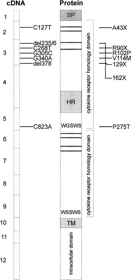 Fig. 4. Schematic presentation of reported c-mplmutations and predicted alterations in the c-Mpl protein. / The boxes at the left side represent the exons of the coding sequence of c-mpl, mutations found in patients with CAMT are indicated with horizontal bars. The resulting alterations in the c-Mpl protein are shown at the right side. Horizontal gray bars represent the consensus pairs of cysteine residues in cytokine receptors. The signal peptide (SP), the hydrophilic insert in the first cytokine receptor domain (HR), and the transmembrane region (TM) are indicated by gray boxes.
