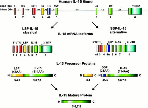 Fig. 1. Human IL-15 gene, mRNA, and protein structure. / The human IL-15 locus consists of 9 exons and 8 introns and is located on chromosome 4q31.1011 Two IL-15 mRNA isoforms have been described, the classical LSP and alternative SSP, with both encoding an identical IL-15 mature protein of 114 AAs (see text for details). Translational start sites (→) and stop codons (●) are indicated; in2 indicates intron 2.