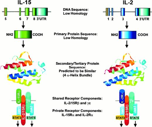 Fig. 2. Comparison of IL-15 and IL-2 homology at the DNA, primary protein, and tertiary protein levels. / The model of IL-2's tertiary folding structure was generated from known crystal structures from protein data bank data file3INK.284 The theoretical model of IL-15's tertiary structure was generated using IL-2's 3-dimensional structure as a template and the SwissProt software program, and yielded results similar to those described.23