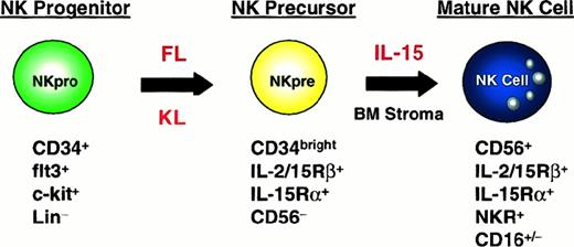 Fig. 3. Schematic diagram of human NK cell development. / NK cell progenitors that respond to early-acting RTK ligands (FL and KL) differentiate into IL-15–responsive NK cell precursors by up-regulating the IL-15R complex on their surface. The NK precursors then respond to IL-15 to differentiate into mature NK cells. Characterization of the resultant CD56bright NK cells produced strongly suggests that other (eg, stromal) signals are likely required for complete NK cell differentiation. FL−/− mice are deficient in NK cells, suggesting that this RTK ligand serves a critical, nonredundant function in NK cell development or expansion in mice in vivo, most likely at the level of the NK cell progenitor.285 In addition, RAG2/γc−/− mice (lacking T, B, and NK cells) reconstituted with c-kit−/− progenitors have defects in NK cell expansion and survival, suggesting that KL serves a critical role in these functions in vivo.286 Further, IL-15Rα−/− and IL-15−/− mice lack NK cells, suggesting that IL-15 is critical for the differentiation of mature NK cells from NK cell precursors (Table 1).