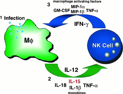 Fig. 4. IL-15 participates in innate immune cross-talk between activated monocytes/macrophages and NK cells. / After an infectious insult (1), macrophages produce monocyte-derived cytokines (monokines) (2), including IL-15, that bind to constitutively expressed monokine receptors on NK cells. Monokine-stimulated NK cells in turn produce cytokines that activate the macrophage (3), including IFN-γ, allowing the macrophage to clear the offending pathogen and stimulating further monokine production.