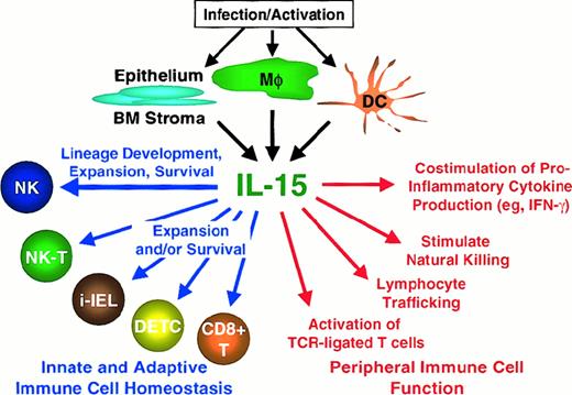 Fig. 5. IL-15 is a pleiotropic cytokine that functions in NK cell development, lymphocyte homeostasis, and peripheral immune functions. / Multiple cell types elaborate IL-15, including activated (eg, virus- or bacteria-infected) monocytes/macrophages, dendritic cells, and epithelium, as well as constitutive production by BM stromal cells. IL-15 has a critical role in the development of the NK lineage, as well as in its survival, expansion, and function. Other innate lymphocytes (NK-T, CD8αα i-IEL, TCRγδ DETCs) and memory-phenotype CD8+ T cells depend upon IL-15 for survival or expansion. IL-15 also plays multiple roles in peripheral innate and adaptive immune cell function.