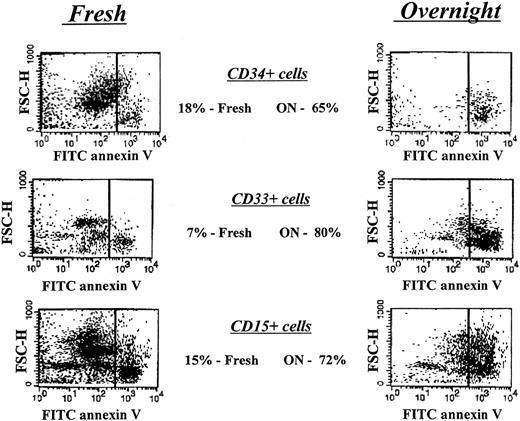 Fig. 4. Apoptosis analysis of freshly isolated and short-term–cultured bone marrow–derived hematopoietic progenitor cells from a patient with CN prior to G-CSF treatment. / Cells were labeled with FITC-conjugated annexin V and analyzed by flow cytometry as described in “Patients, materials, and methods.” Right panels represent cells undergoing apoptotic cell death.