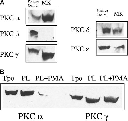 Fig. 2. PKC isoform expression in MKs. / (A) The expression of conventional and novel isoforms of PKC in MKs was tested by Western blot analysis. MKs were purified from cultures by unit gravity sedimentation and lysed. Fifty micrograms of protein was loaded per lane. The positive controls for PKCα and β were UT7 cells and those for PKCγ, δ, and ε were BaF3 cells. (B) PKC isoform downmodulation by PMA in megakaryocytes. Purified MKs were cultured in TPO alone, TPO and plasma, or TPO and plasma and 100 ng/mL PMA for 48 hours. Cells were then lysed and examined for PKC isoform expression by Western blot analysis. Chronic PMA stimulation markedly down-modulated PKCα, but not PKCγ expression.