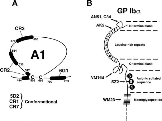 Fig. 1. Schema showing the location of the epitopes used in the current study. / (A) Monoclonal anti-vWF antibodies. (B) Anti-GPIbα antibodies.