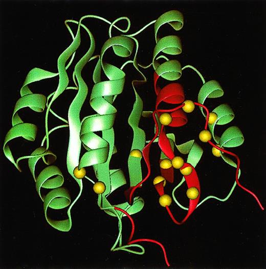 Fig. 8. Epitopes for anti-vWF monoclonal antibodies. / Structure of the vWF A1 domain based on the radiograph crystal coordinates39 with highlighted sequences representing epitopes for the anti-vWF antibodies 6G1 and CR2.7 The Cα locations of gain-of-function point mutations in type 2B von Willebrand disease are shown as van der Waal spheres.38The figure was generated using the Quanta package (MSI, San Diego, CA).