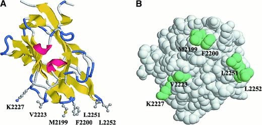 Fig. 2. Mutated sites in the human fVIII C2 domain. / (A) Ribbon diagram showing hydrophobic residues proposed to be involved in phospholipid membrane binding and Lys2227, 1 of the 4 putative positively charged binding residues.11 Met2199, Phe2200, Val2223, Lys2227, and Leu2252 were mutated in this study. Leu2251, which is conserved in human, porcine, murine, and canine fVIII, was not mutated. (B) Space-filling model rotated, as if looking up from the membrane.