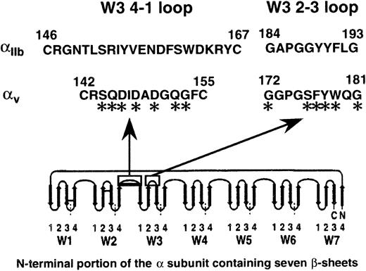 Fig. 1. Amino acid sequences of the predicted W3 4-1 loop between the N-terminal repeats 2 and 3 and the predicted W3 2-3 loop within repeat 3 in the α subunits of β3 integrins. / Both loops are located on the upper face of the β-propeller model.20 The asterisks indicate that the residues were substituted by alanine in this study. This figure is adapted from a β-propeller model proposed by Springer,20 and the arrows indicate β strands.