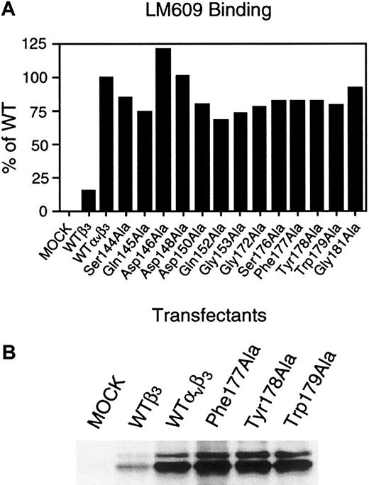Fig. 2. Surface expression of αvβ3mutants in transiently transfected 293 cells. / (A) The surface expression of transfected αvβ3 was analyzed 2 days after transfection by flow cytometry. Cells expressing WT or mutant αvβ3 were incubated with 5 μg/mL αvβ3 complex-specific mAb LM609 for 30 minutes on ice and then washed once. Bound antibodies were detected by FITC-conjugated goat F(ab′)2 antimouse IgG. Relative amounts of the binding were normalized to a 100% value for LM609 binding to cells expressing WT αvβ3. The results are representative of 3 separate experiments. (B) Immunoprecipitation showing the surface expression of transfected αvβ3. Transiently transfected cells were surface-labeled with sulfo-NHS-biotin and lysed in the lysing buffer containing 1% Triton X-100. WT or mutant αvβ3 was precipitated with LM609 (specific for the αvβ3 complex) and separated on a 6% sodium dodecyl sulfate polyacrylamide gel under reducing conditions. After transfer, a membrane was incubated with peroxidase-conjugated avidin and developed with chemiluminescence. The results are representative of 3 separate experiments.