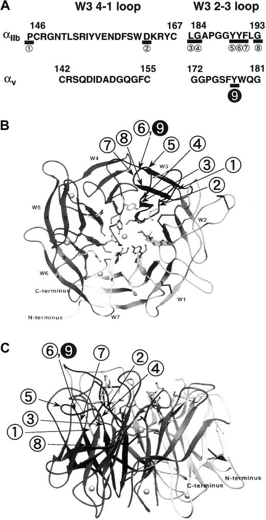 Fig. 7. Critical residues for ligand binding in the α subunits of β3 integrins. / (A) Comparison of critical residues for ligand binding in αv with those in αIIb. In αIIb multiple residues (underlined) critical for ligand binding have been identified in both the W3 4-1 and W3 2-3 loops. In sharp contrast, in αv only Y178 within the W3 2-3 loop is critical for ligand binding. The figures in panels B and C are adapted from a β-propeller model proposed by Springer,20 and they show the location of these critical residues. The view is shown from the top (B) and from the side (C).