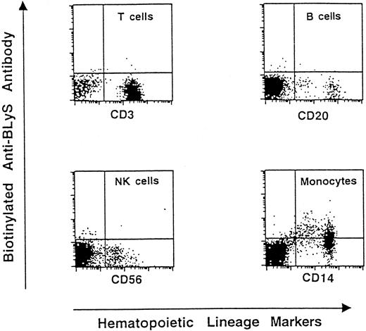 Fig. 1. Presence of membrane-bound BLyS on human PBMNCs. / We performed 2-color staining on freshly purified cells using FITC-coupled antibodies specific for CD3 (T lymphocytes), CD20 (B lymphocytes), CD56 (NK cells), and CD14 (monocytes). Presence of BLyS on the cell surface was detected by biotinylated 9B6 followed by PE-conjugated streptavidin. PBMNCs from 6 donors were analyzed for BLyS expression. A representative experiment is shown.
