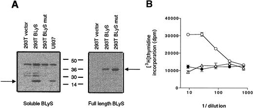 Fig. 6. BLyS protein containing an altered cleavage site is not released. / (A) Supernatants (left panel) and whole-cell extracts (right panel) from 293T cells transfected with the indicated plasmids were analyzed for expression of BLyS. (B) We transfected 293T cells with cDNA ofBLyS mutant (K132A and R133A; indicated by a closed circle),BLyS full length (indicated by an open circle), or the expression vector (indicated by an open triangle). Culture supernatants from the transfected cells were then tested for biological activity in a standard B-cell proliferation assay in the presence of SAC.