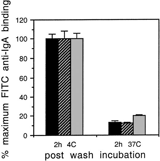 Fig. 3. Endocytosis of multimeric IgA by FcαR/γ-chain transfectants is not diminished in cells with altered γ chain. / IIA1.6 cells expressing FcαR and either WT γ chain (indicated by black bars), γ chain with IIA ITAM (indicated by cross-hatched bars), or γ chain with Y → F mutation (indicated by gray bars) were incubated with a polymeric human myeloma IgA at 4°C. After 1.5 hours, aliquots were removed, washed, and incubated at 37°C for the time period indicated. All cells were then washed and stained to detect surface-bound IgA. The results are expressed as the percentage of MFI of samples held at 4°C for 2 hours. The results are shown as the mean and SD of triplicate experiments.