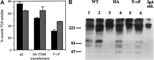 Fig. 4. Catabolism of 125I-labeled anti-mIgM μ chain is diminished in transfectants with altered γ chain, but it is increased by BCR ligation. / (A) FcαR on IIA1.6 cells expressing FcαR and either WT γ chain (wt), γ chain with IIA ITAM (IIA ITAM), or γ chain with Y → F mutation (Y → F) were ligated at 4°C with the anti-FcαR mAb My43 followed by 125I-labeled antimouse IgM μ chain. The cells were then incubated at 37°C without further treatment or with additional cross-linking of BCR with antimouse IgG. After an 8-hour incubation at 37°C, supernates were harvested, and TCA-soluble supernate counts were measured as described in “Materials and methods.” The solid bars represent the amount of TCA-soluble counts released in the absence of BCR cross-linking. The hatched bars represent the amount of TCA-soluble counts released when BCR was cross-linked. Error bars indicate range of duplicate samples. The results are representative of 3 experiments. (B) IgA catabolism is defective in altered γ-chain transfectants but is restored by BCR ligation. FcαR transfectants with WT γ chain (WT, lane 1), γ chain with IIA ITAM (IIA, lane 2), or γ chain with Y → F mutation (Y → F, lane 3) were incubated with 50 μg/mL human myeloma IgA. After 4 hours the cells were washed and lysed, and intracellular IgA and IgA catabolism products were detected by SDS-PAGE and anti-IgA Western blot. Addition of 10 μg/mL anti-MIgG to the incubation mixture did not affect IgA catabolism by the WT γ-chain transfectant (lane 2), but the addition altered IgA catabolism by the IIA ITAM (lane 4) and Y → F (lane 6) γ-chain transfectants. Three separate experiments yielded the same result.
