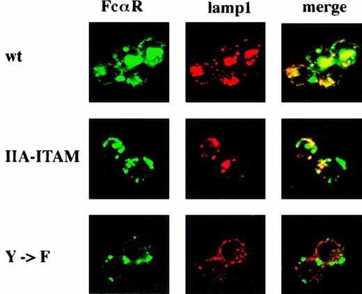 Fig. 5. Colocalization of FcαR with lamp-1 in clustered vesicles occurs in transfectants with WT γ chain but not in those with altered γ chain. / Transfectants expressing FcαR and either WT γ chain (WT gamma), γ chain with IIA ITAM (IIA ITAM), or γ chain with Y → F mutation (Y → F) were treated with anti-FcαR IgG1 mAb and FITC anti-mIgG1 (green) at 37°C, after which they were fixed, permeabilized, and counterstained with rat anti–lamp-1 and Cy3 antirat IgG (red). Yellow staining denotes areas of colocalized FcαR and lamp-1.