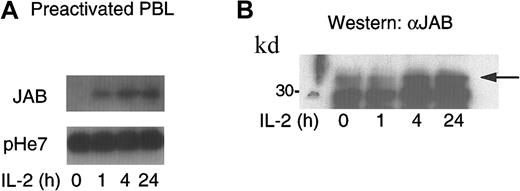 Fig. 1. Induction of JAB/SOCS1/SSI-1 mRNA and protein expression in preactivated PBLs by IL-2. / (A) Cells were either left untreated or stimulated with IL-2 for 1, 4, or 24 hours. mRNA was extracted and analyzed by Northern blotting using32P-labeled JAB/SOCS1/SSI-1 cDNA as a probe. The blot was stripped and reprobed using pHe7 cDNA to control variations in loading. (B) Preactivated PBLs were either left untreated or stimulated with IL-2 for 1, 4, or 24 hours, and JAB/SOCS1/SSI-1 protein expression was analyzed by Western blotting of cell lysates.