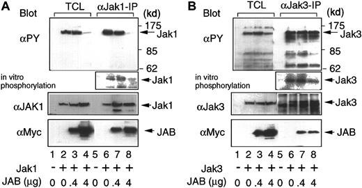 Fig. 2. Inhibition of Jak1 and Jak3 tyrosine phosphorylation and kinase activity and Stat5 phosphorylation by JAB/SOCS1/SSI-1. / 293T+ cells were transiently transfected with the indicated amounts of Myc-tagged JAB/SOCS1/SSI-1 in the presence (+) or absence (−) of Jak1 or Jak3 cDNAs. Cells were lysed, and total cellular extracts (TCLs) were either directly analyzed on Western blots or were first immunoprecipitated with either (A) anti-Jak1 or (B) anti-Jak3. One-half of each immunoprecipitate was blotted with antiphosphotyrosine (αPY), anti-Jak1 or Jak3, and anti-Myc mAb 9E10 to detect JAB/SOCS1/SSI-1. The other half of each immunoprecipitate was subjected to in vitro kinase assay and then analyzed by SDS-PAGE and autoradiography.