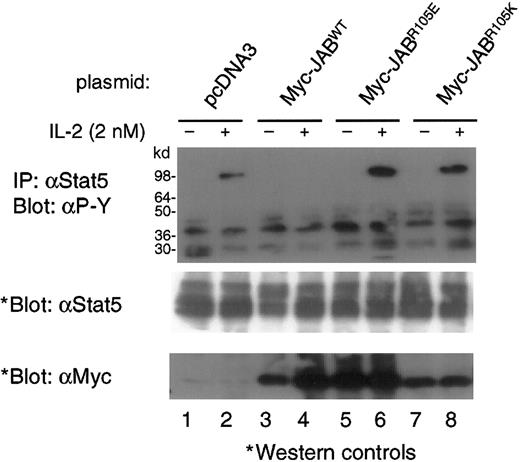 Fig. 3. Inhibition of IL-2–induced Stat5 phosphorylation by JAB/SOCS1/SSI-1. / We transiently transfected 293T+ cells with IL-2Rβ, IL-2Rγ, Jak3, Stat5a, and Stat5b in the presence or absence of WT or R105K or R105E SH2-domain mutants of JAB/SOCS1/SSI-1. After 24 hours, cells were split and plated in duplicate. Another 24 hours later, one set was stimulated with 2 nM IL-2 for 15 minutes, and the other set was left untreated. Cells were then lysed and immunoprecipitated with antibodies against Stat5a and Stat5b, and the immunocomplexes were subjected to SDS-PAGE and Western blotting with antiphosphotyrosine (PY20), anti-Stat5, or anti-Myc 9E10 antibodies.