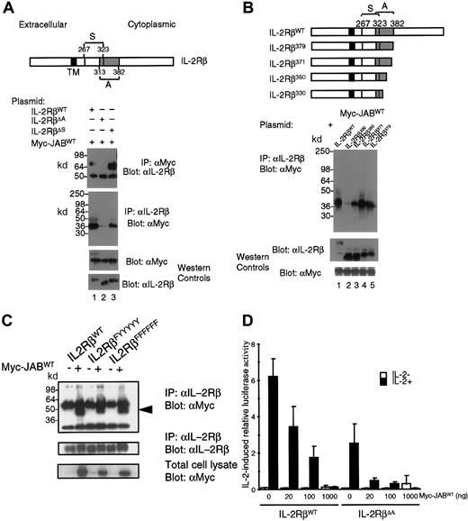 Fig. 5. JAB/SOCS1/SSI-1 associates with IL-2Rβ. / 293T+ cells were transiently transfected with JAB/SOCS1/SSI-1WT and either WT IL-2Rβ or IL-2Rβ internal deletion mutants, IL-2RβΔA and IL-2RβΔS (A) or the indicated C-terminal truncation mutants (B), or the indicated tyrosine mutants (C). Lysates were immunoprecipitated with anti-IL-2Rβ or anti-Myc epitope antibody 9E10 and then Western blotted with the indicated antibodies. (D) 293T+ cells were transfected with WT IL-2Rβ or IL-2RβΔA, γc, Jak3, β-casein–luciferase reporter construct and the pRL-TK reporter construct, with or without 20-1000 ng of the JAB/SOCS1/SSI-1WT expression vector. After 24 hours, cells were split and plated in duplicate and stimulated with 20 nM IL-2 for another 24 hours or left untreated. Activity of the β-casein–luciferase reporter construct was normalized against pRL-TK control luciferase. The data shown are the mean ± SD of 6 experiments.