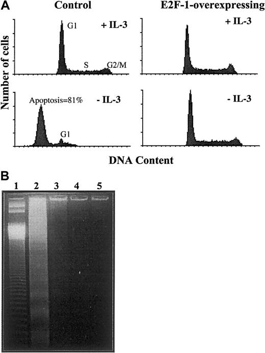 Fig. 3. Effect of overexpression of E2F-1 on apoptosis following cytokine growth factor withdrawal. / Apoptosis following cytokine growth factor withdrawal is prevented by overexpression of E2F-1. Cells were cultured with or without IL-3 for 24 hours. (A) Cell cycle analysis was assessed by flow cytometry after staining with propidium iodide. Histograms show DNA content (x-axis) and cell number (y-axis). (B) DNA laddering apoptosis assay. Low molecular weight DNA was isolated and resolved on a 1.5% TreviGel 500 gel. Lane 1 shows 50 base-pair ladder; lane 2, control cells without IL-3; lane 3, control cells with IL-3; lane 4, E2F-1–overexpressing cells without IL-3; and lane 5, E2F-1–overexpressing cells with IL-3.