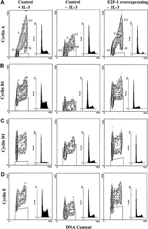 Fig. 5. E2F-1 and cell cycle–dependent expression of cyclins A, B1, D1, and E after removal of cytokine growth factor. / E2F-1 restores cell cycle–dependent expression of cyclins A, B1, D1, and E following removal of cytokine growth factor. Cells were cultured in the presence or absence of IL-3 for 24 hours and then fixed in 90% methanol prior to staining with the appropriate cyclin antibodies and propidium iodide. Bivariate analysis was performed by flow cytometry; results are represented as contour plots, with DNA content corresponding to the x-axis and intracellular cyclin content corresponding to the y-axis. The corresponding DNA histogram for each study is shown as an inset, and the boxed region indicates the outer limits of the signal obtained with the use of a control primary antibody.