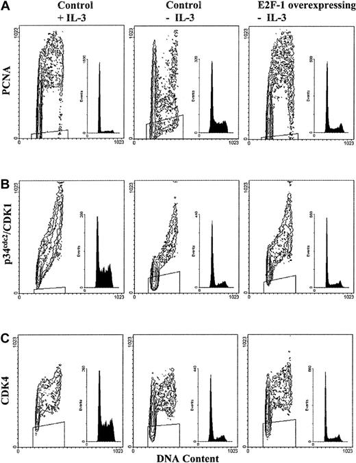 Fig. 6. Effect of cytokine withdrawal on PCNA and CDK expression. / PCNA expression is restored by E2F-1 following cytokine withdrawal; however, cytokine withdrawal does not alter CDK expression. Bivariate analysis of DNA content and PCNA or CDK expression is shown; experimental details are similar to those for Figure 5.