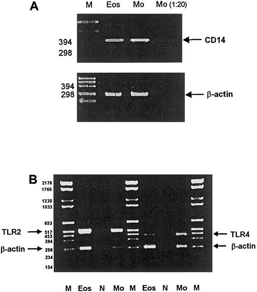 Fig. 6. CD14, TLR2, and TLR4 mRNA expression of eosinophils and monocytes. / RT-PCR was performed to analyze the mRNA expression of CD14 (A), TLR2, and TLR4 (B) on human eosinophils and monocytes. Eos: Eosinophils (2 × 106 cells); Mo: monocytes (2 × 106cells); Monocytes 1:20: monocytes (0.1 × 106cells); N: negative control without mRNA; M: molecular weight markers.