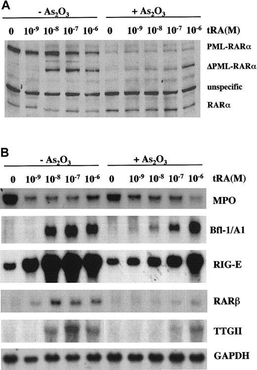 Fig. 4. Effects of As2O3 on tRA-induced PML-RARα degradation and gene modulation. / (A) PML-RARα and RARα protein levels. Anti-RARα antibody was used to detect PML-RARα and RARα. (B) Northern blot analysis of tRA inducible gene expression. NB4 cells were treated with different concentrations of tRA with or without 0.5 μM As2O3 for 4 days.