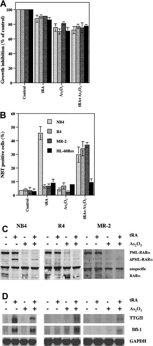 Fig. 5. The combined effect of tRA and As2O3 on differentiation induction, gene modulation, and PML-RARα degradation in tRA-resistant APL cells. / (A) Growth inhibition. R4, MR-2, and HL-60/Res were treated with 0.5 μM As2O3 with or without 10−7 tRA for 4 days. (B) Differentiation. NBT reduction was used to measure differentiation ability. R4, MR-2, and HL-60/Res were treated with 0.5 μM As2O3 with or without 10−7 tRA for 4 days. (C) PML-RARα and RARα protein levels. NB4, R4, and MR-2 cells were treated with 0.5 μM As2O3 with or without 10−7 tRA for 4 days. Anti-RARα antibody was used to detect PML- RARα and RARα. (D) Gene expression. NB4, R4, and MR-2 cells were treated with 0.5 μM As2O3 with or without 10−7 tRA for 4 days. Northern blot analysis was used to measure gene expression.
