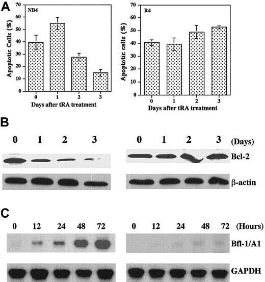 Fig. 6. Effects of tRA pretreatment on As2O3-induced apoptosis. / (A) Apoptosis. NB4 and R4 cells were treated with 1 μM tRA for indicated times and washed with PBS to remove tRA; then the cells were treated with 2 μM As2O3 for 24 hours. Apoptotic cells were measured by morphologic changes using fluorescence microscopy. The values were mean plus SE of 3 independent experiments. (B) Western blot analysis of Bcl-2 levels after treatment with 1 μM tRA for indicated times. (C) Northern blot analysis of Bfl-1/A1 expression after treatment with tRA for indicated times.