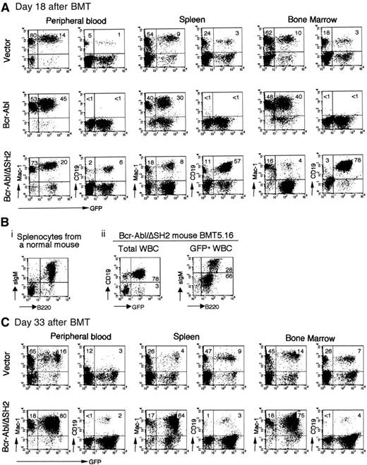 Fig. 3. Immunophenotypes of the hematopoietic cells from vector, Bcr-Abl, and Bcr-Abl/ΔSH2 mice. / Cells from PB, spleen, or BM were prepared and stained with the cell surface marker CD19, B220, and sIgM for B-lymphoid cells and Mac-1 for myeloid cells and analyzed on FACScaliber. (A) FACS profiles obtained from analysis of a GFP vector control mouse, BMT21.1 (top panel); a Bcr-Abl mouse, BMT21.6 (middle panel); and a Bcr-Abl/ΔSH2 mouse, BMT21.9 (bottom panel); on day 18 after BMT. (B) Expression of surface B220 and IgM on splenocytes from a normal mouse (i) and on GFP+ cells from PB of Bcr-Abl/ΔSH2 mouse, BMT5.16, on day 27 after BMT (ii). (C) FACS profiles of a vector mouse, BMT21.2 (top panel); and a Bcr-Abl/ΔSH2 mouse, BMT21.10 (bottom panel); on day 33 after BMT.
