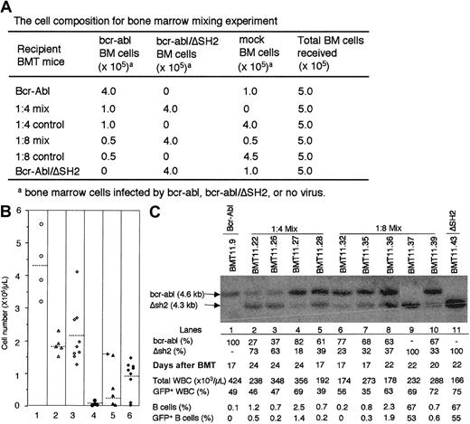 Fig. 5. Suppression of Bcr-Abl/ΔSH2–induced B-lymphoproliferative disorder by Bcr-Abl–induced MPD. / (A) Lethally irradiated recipient mice were transplanted with a mixture of mock-transduced, bcr-abl–transduced, andbcr-abl/ΔSH2–transduced BM cells at the ratio as indicated. (B) WBCs were shown for 4 1:4 mix BMT mice (column 1), 5 1:8 mix BMT mice (column 2), and 9 Bcr-Abl/ΔSH2 BMT (column 3) on day 22 after BMT. The total numbers of B-lymphoid cells (CD19+) in 1:4 mix BMT mice (column 4), 1:8 mix BMT mice (column 5), and Bcr-Abl/ΔSH2 mice (column 6) are calculated as in Figure 4. (C) Genomic DNAs of PB cells from Bcr-Abl mouse (lane 1), 1:4 mix BMT mice (lanes 2-5), 1:8 mix BMT mice (lanes 6-10), and Bcr-Abl/ΔSH2 mouse (lane 11) were digested with restriction enzyme HindIII and subjected to Southern blot analysis with a 32P-labeled 1.2-kb Eco47III-BglII fragment from 3′ end of human c-abl gene. Sizes of DNA fragments from thebcr-abl (4.6 kb) and bcr-abl/ΔSH2 (4.3 kb) genes are labeled. The percentage of bcr-abl andbcr-abl/ΔSH2 cells (represented by the intensity ofbcr-abl and bcr-abl/ΔSH2 bands) in total infected cells (represented by the sum of intensity ofbcr-abl and bcr-abl/ΔSH2 bands) are shown. Also shown are the total WBC counts and the percentages of GFP+WBC, B cells, and GFP+ B cells in PB at the time when the DNA was made. The percentage values above 10% were shown as integers; values below 10% were rounded to the first decimal.