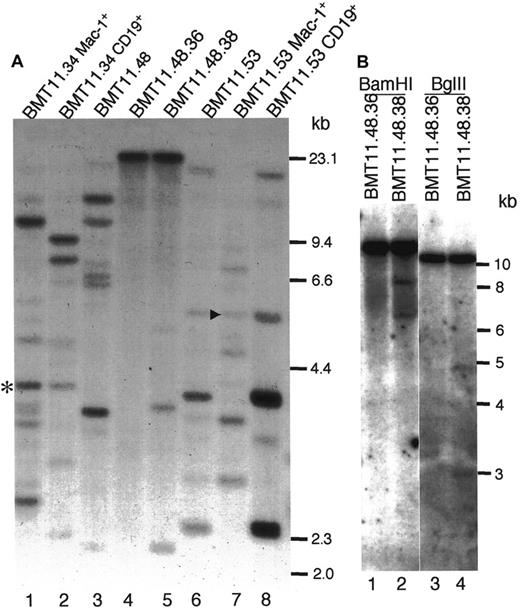 Fig. 6. Proviral integration in myeloid and B-lymphoid cells from Bcr-Abl/ΔSH2 mice. / (A) Genomic DNAs of PB cells of mouse BMT11.48 (lane 3) and its secondary recipients BMT11.48.36 (lane 4) and BMT11.48.38 (lane 5), sorted myeloid (lane 1) and B-lymphoid (lane 2) cells of Bcr-Abl/ΔSH2 mouse BMT11.34, and sorted myeloid (lane 7) and B-lymphoid (lane 8) cells of Bcr-Abl/ΔSH2 mouse BMT11.53 were digested with restriction enzyme EcoRI and analyzed by Southern blotting with32P-labeled IRES-gfp sequences. Common bands (same size) in B-lymphoid cells and myeloid cells from the same mouse are labeled with an asterisk (lanes 1,2) for BMT11.34 and an arrowhead (lanes 7,8) for BMT11.53. Sizes of HindIII-digested λ DNA fragments were used as DNA molecular weight markers and are shown on the right. (B) DNA from mice BMT11.48.36 and BMT11.48.38 were digested withBamHI (lanes 1,2) and BglII (lanes 3,4) and analyzed by Southern blot with the same probe as in panel A. Standard 1-kb size marker is shown partially on the right.